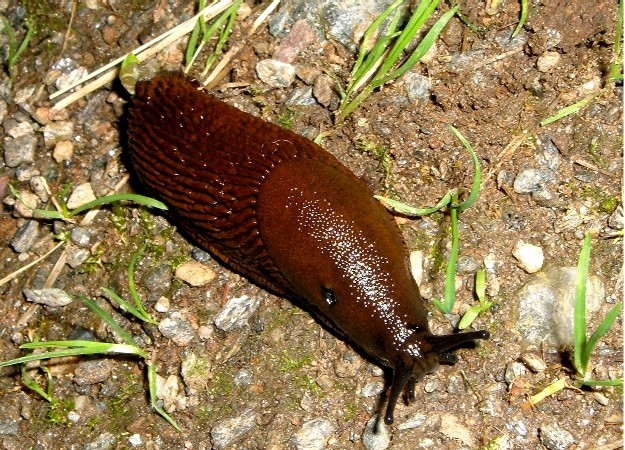 Molluschi delle Alpi Orobie Valtellinesi